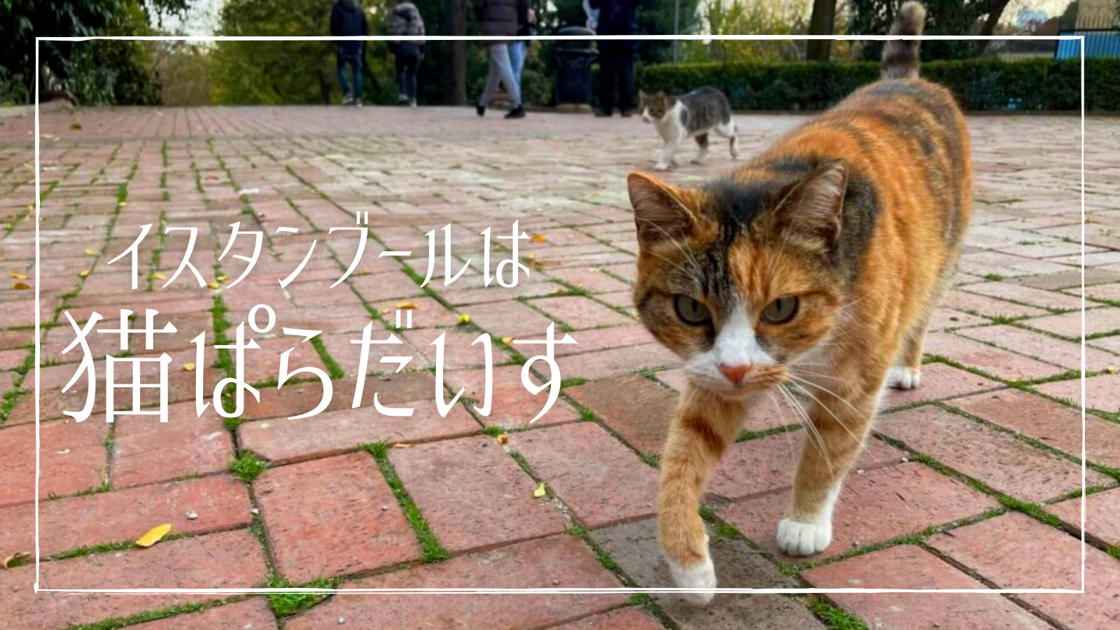 猫パラダイス】イスタンブールには野良ネコいすぎ、かわいすぎ。ネコ様の写真30枚。
