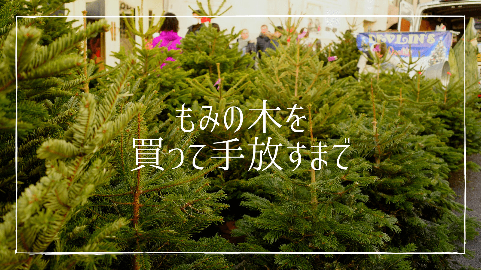 生のもみの木 本物のクリスマスツリーを買ってから手放すまで 買い方から捨て方までを解説